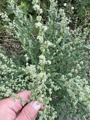 Chenopodium album