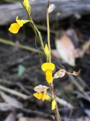 Utricularia odorata