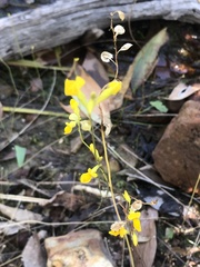 Utricularia odorata