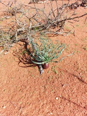 Gethyllis namaquensis