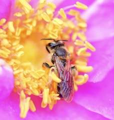 Andrena thaspii