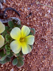 Oxalis pulchella