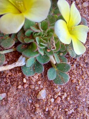 Oxalis pulchella
