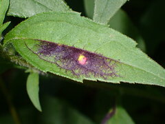 Bactericera antennata