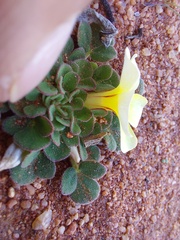 Oxalis pulchella