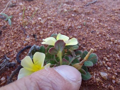 Oxalis pulchella