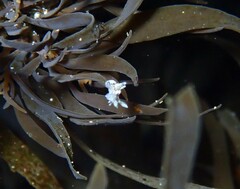 Ancula mapae