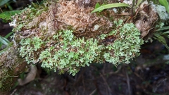 Cladonia ceratophylla
