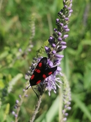 Zygaena viciae