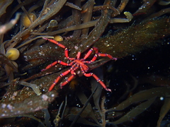 Anoplodactylus evansi