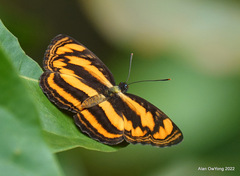 Pantoporia paraka