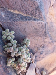 Crassula sericea