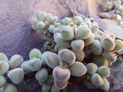 Crassula sericea