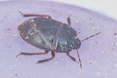 Dearcla