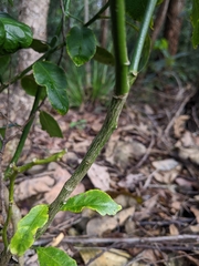 Citrus × taitensis