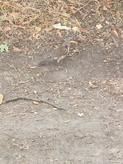 Turdus pilaris