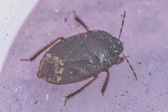Dearcla
