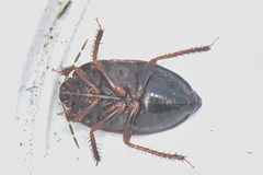 Dearcla