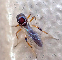 Palpomyia