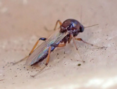 Palpomyia