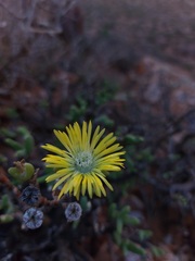 Mitrophyllum