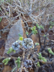 Mitrophyllum