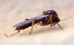 Palpomyia