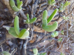 Mitrophyllum