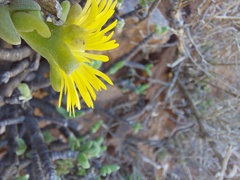 Mitrophyllum