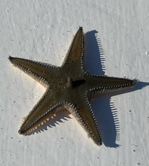 Astropecten jonstoni