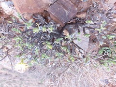 Mitrophyllum