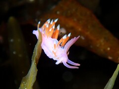 Coryphellina poenicia