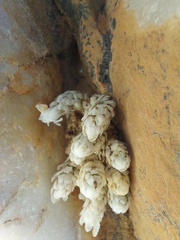 Anacampseros papyracea