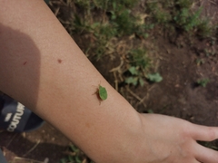 Palomena prasina