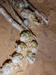 Anacampseros papyracea