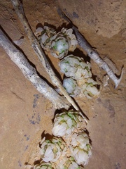 Anacampseros papyracea