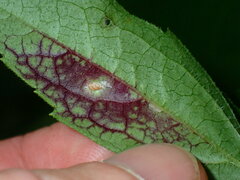 Bactericera antennata