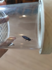 Hermetia illucens