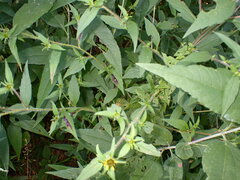 Bactericera antennata