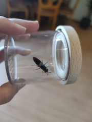 Hermetia illucens