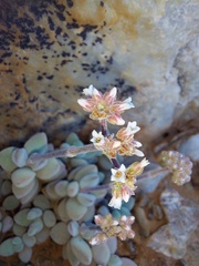 Crassula sericea