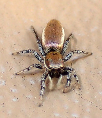 Salticus peckhamae