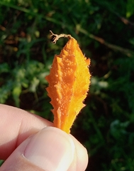 Momordica charantia