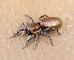Salticus peckhamae