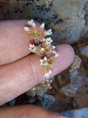 Crassula sericea