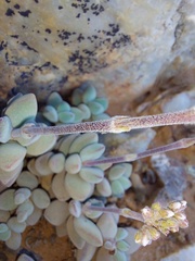 Crassula sericea