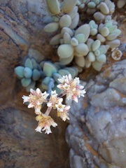 Crassula sericea