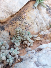 Crassula sericea