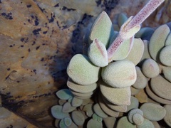 Crassula sericea