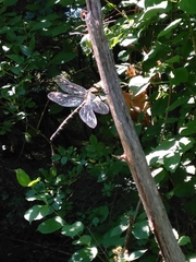 Cordulegaster bidentata